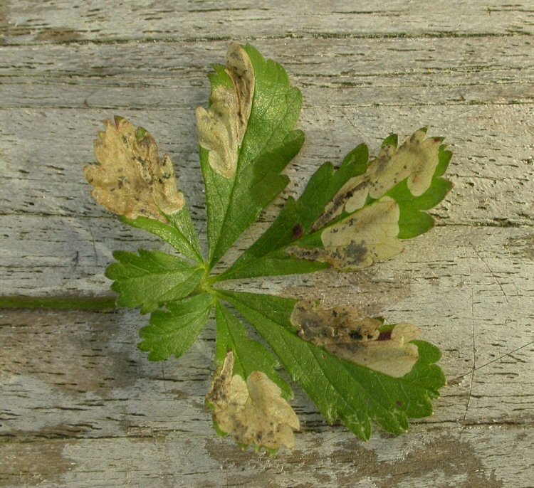 there may be several mines in a leaf