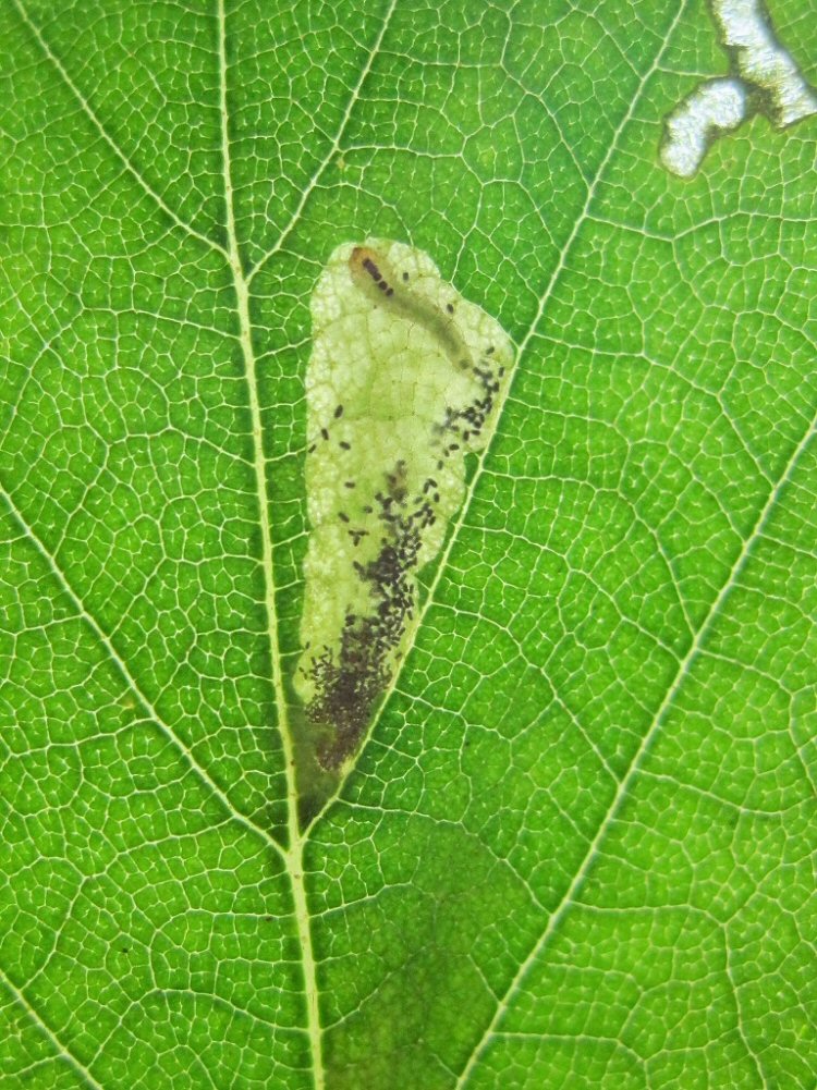 larva in mine