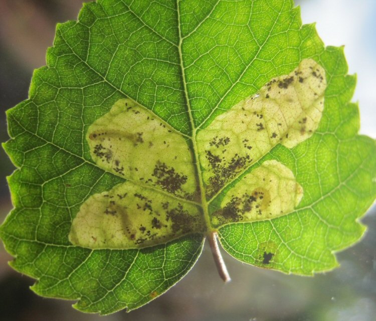 there may be several mines in a leaf
