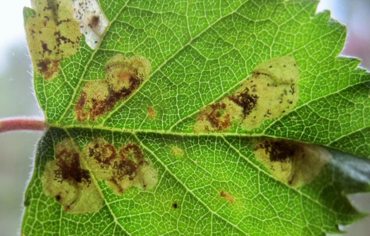 there may be several mines in a leaf