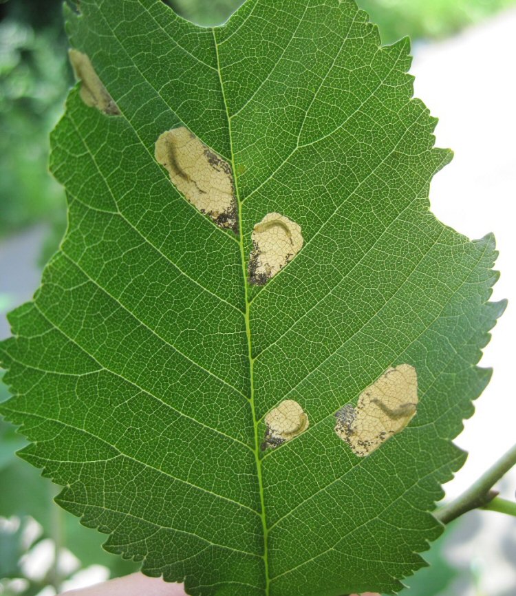 there may be several mines in a leaf