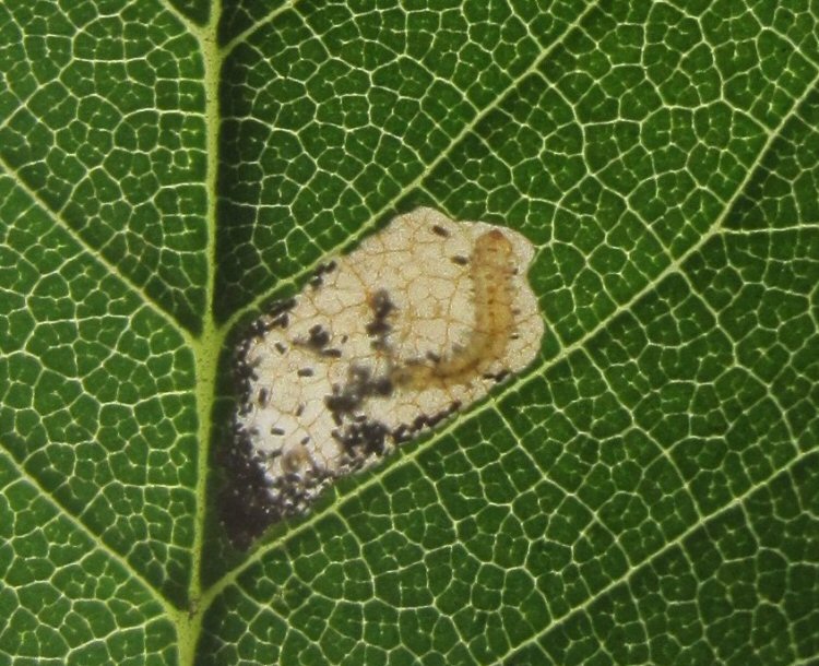 larva in the mine