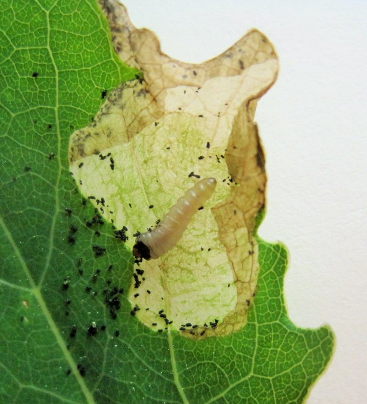 dorsal view of larva