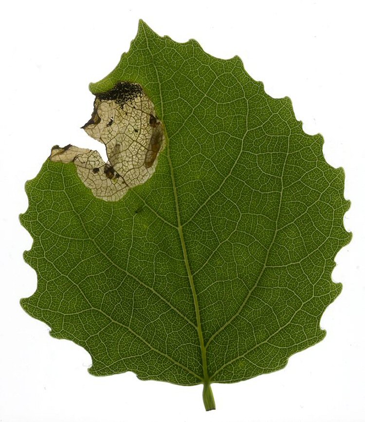 makes a light brown bltch mine at the leaf edge