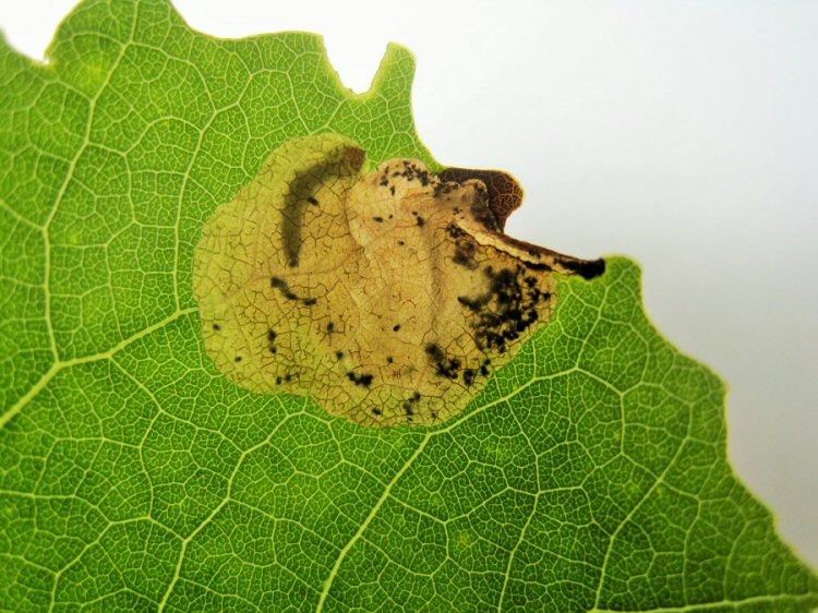 larva in mine