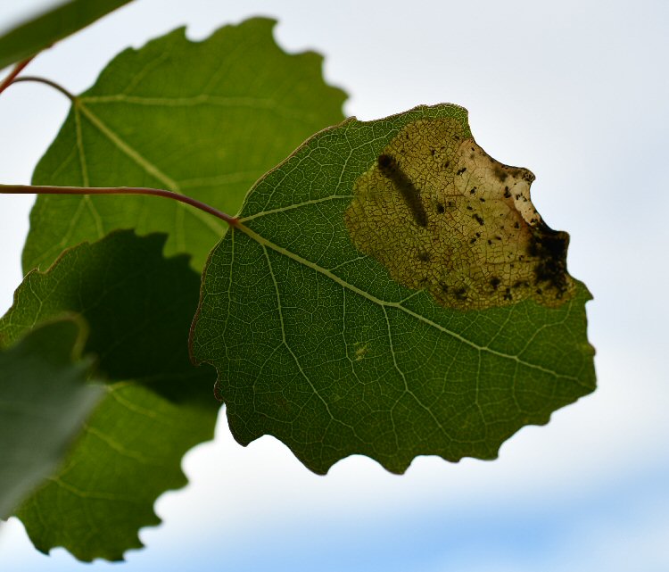 larva in mine