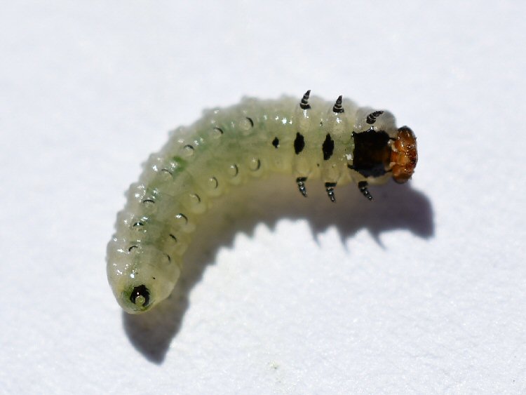 larva
