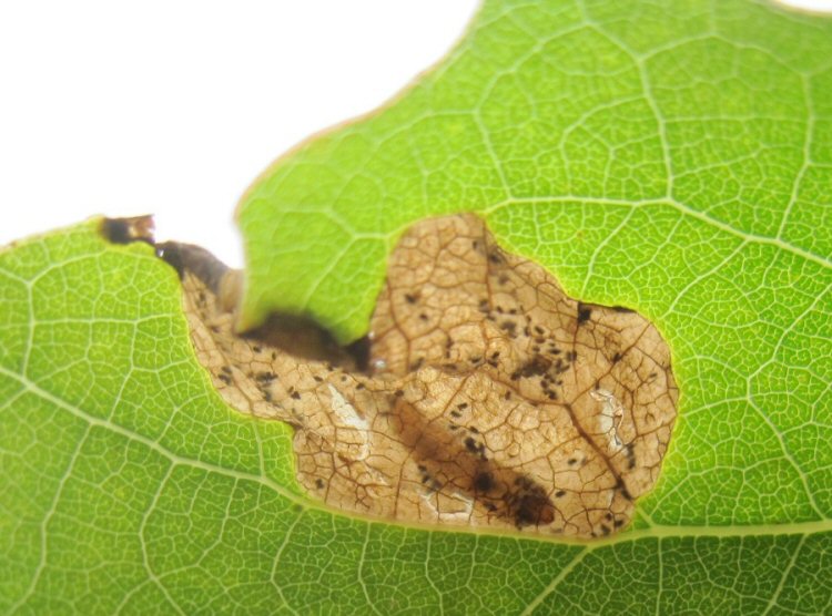 larva in mine