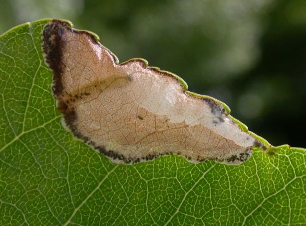 the larva can be seen in the mine