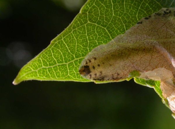 larva in mine