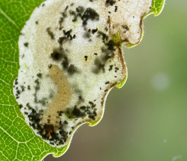 larva in mine