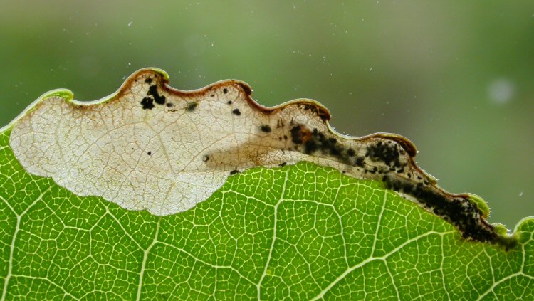 larva in mine