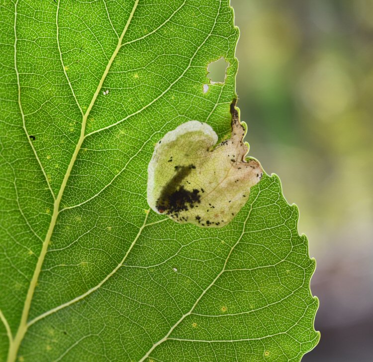 larva in mine