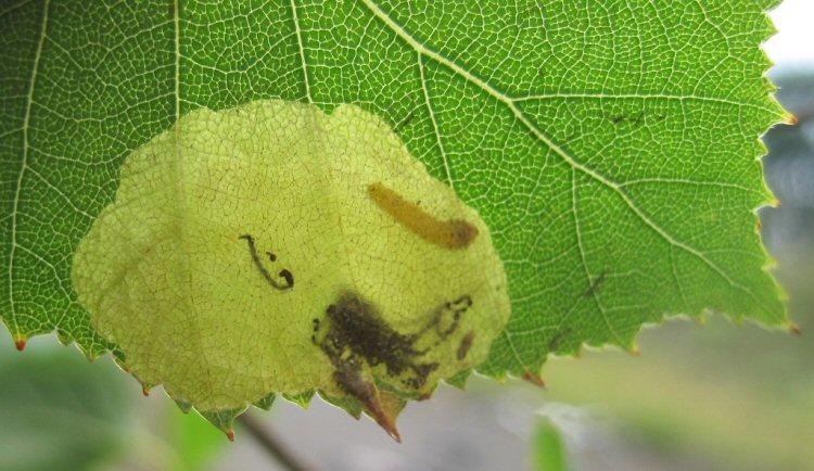 larva in mine
