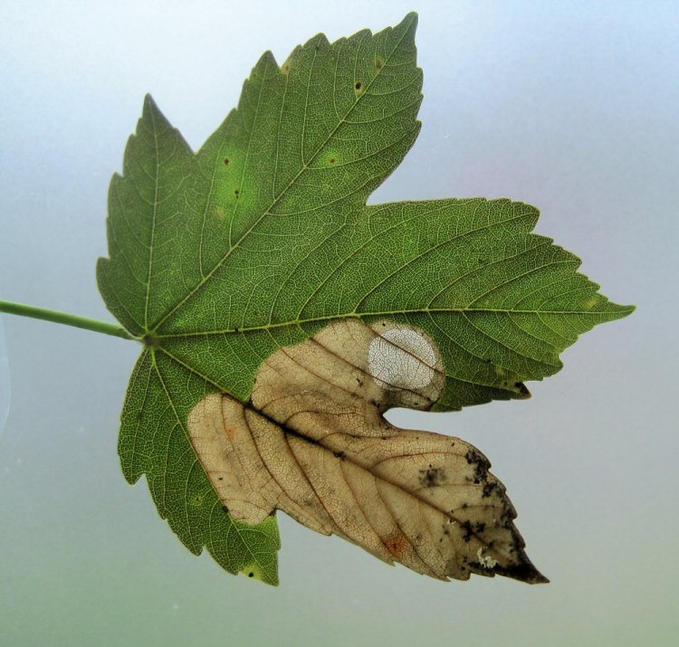 excised pupal disc