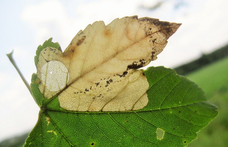 excised pupal disc