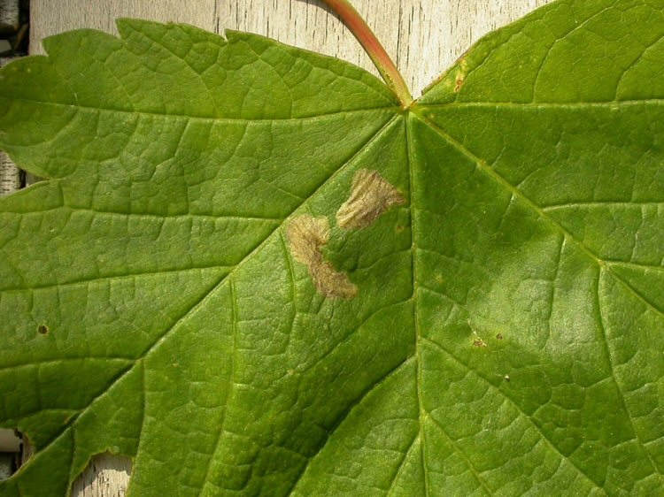 two mines in a leaf