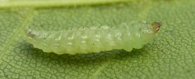 ventral view
