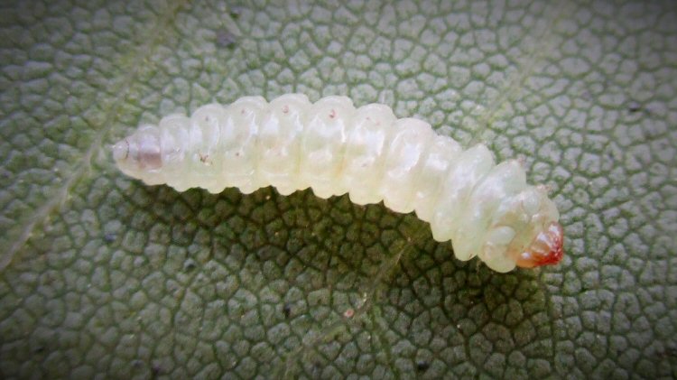 ventral