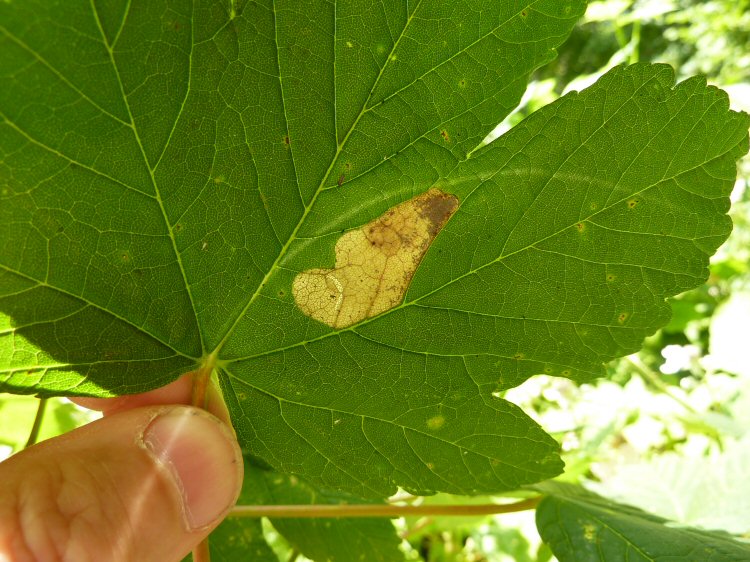 makes central blotch mines in the leaf