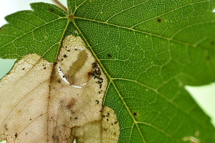 a pupal disc being formed