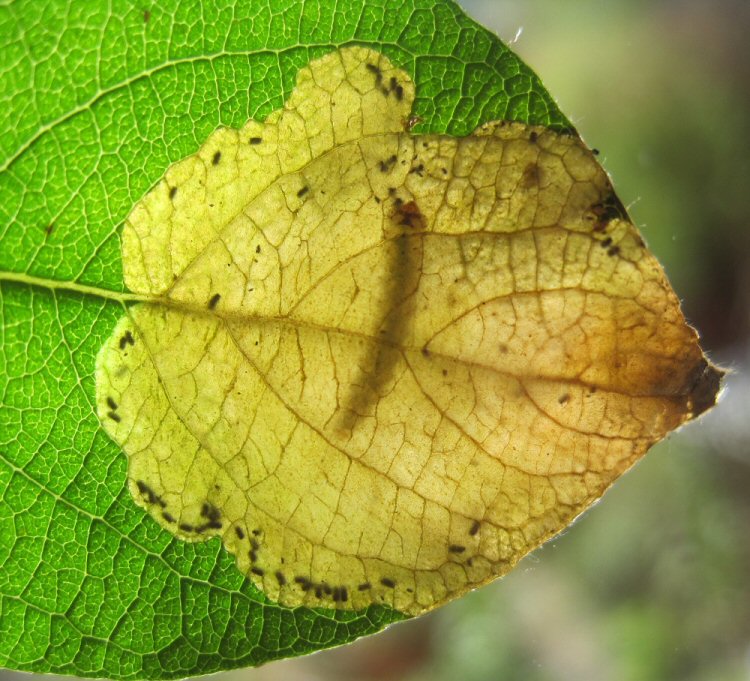 larva in mine