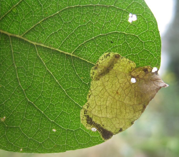 larva in mine