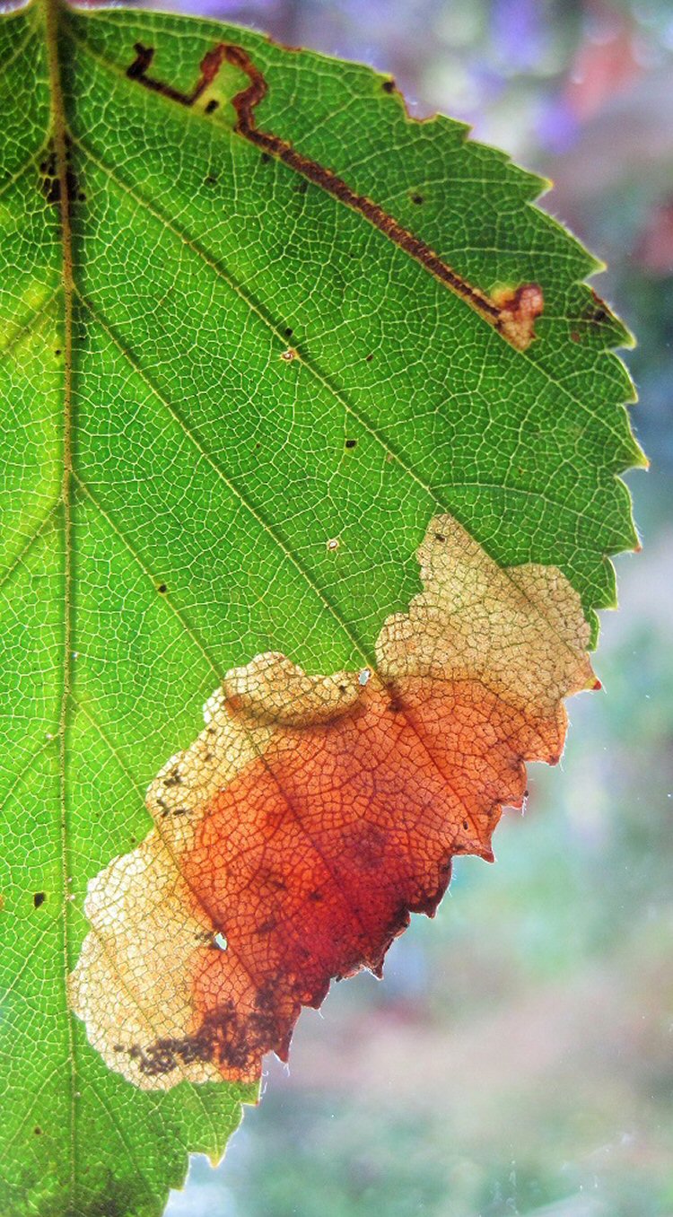 larva in mine