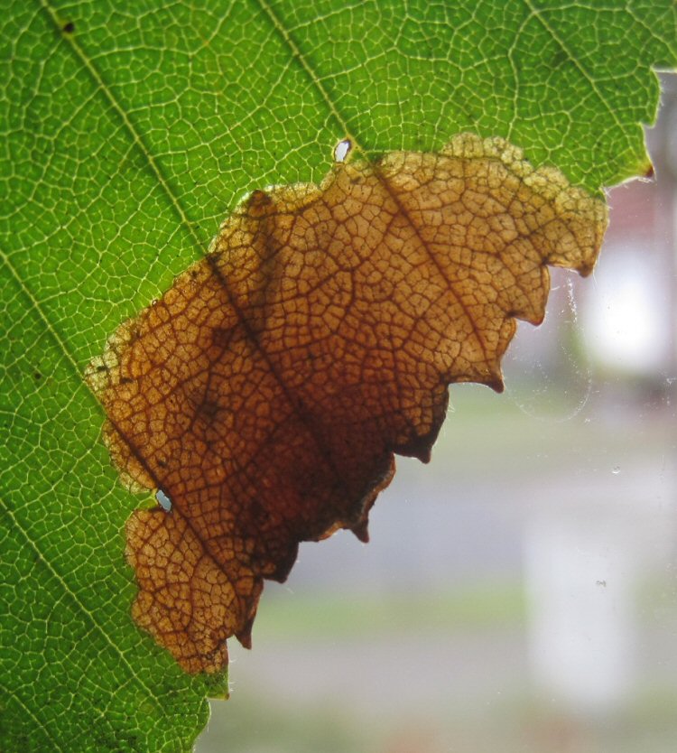 larva in mine