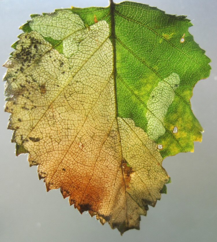 larva in mine