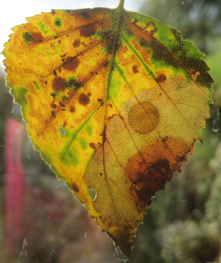 pupal disc
