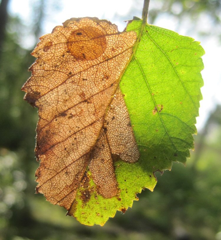 pupal disc