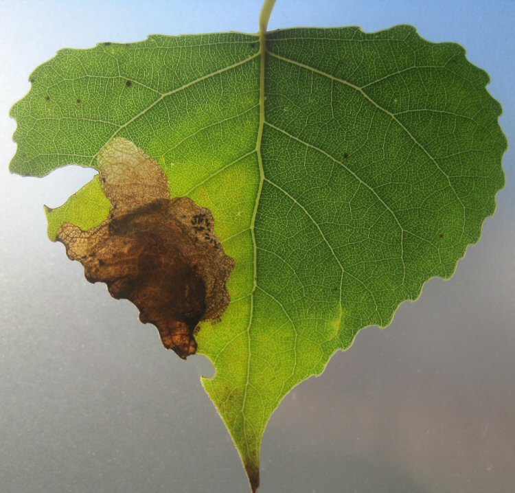 larva in mine