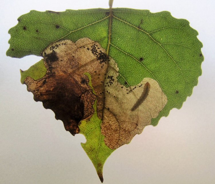 larva in mine