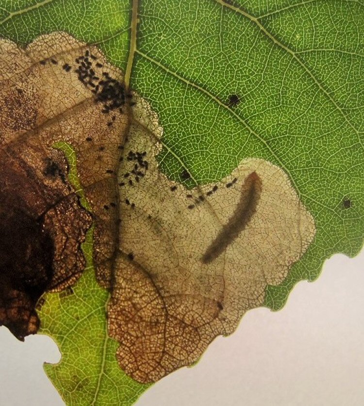 larva