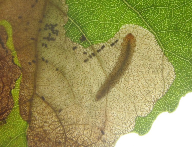larva in mine