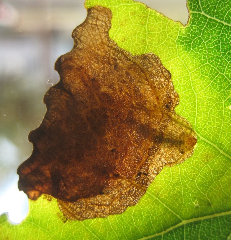 larva