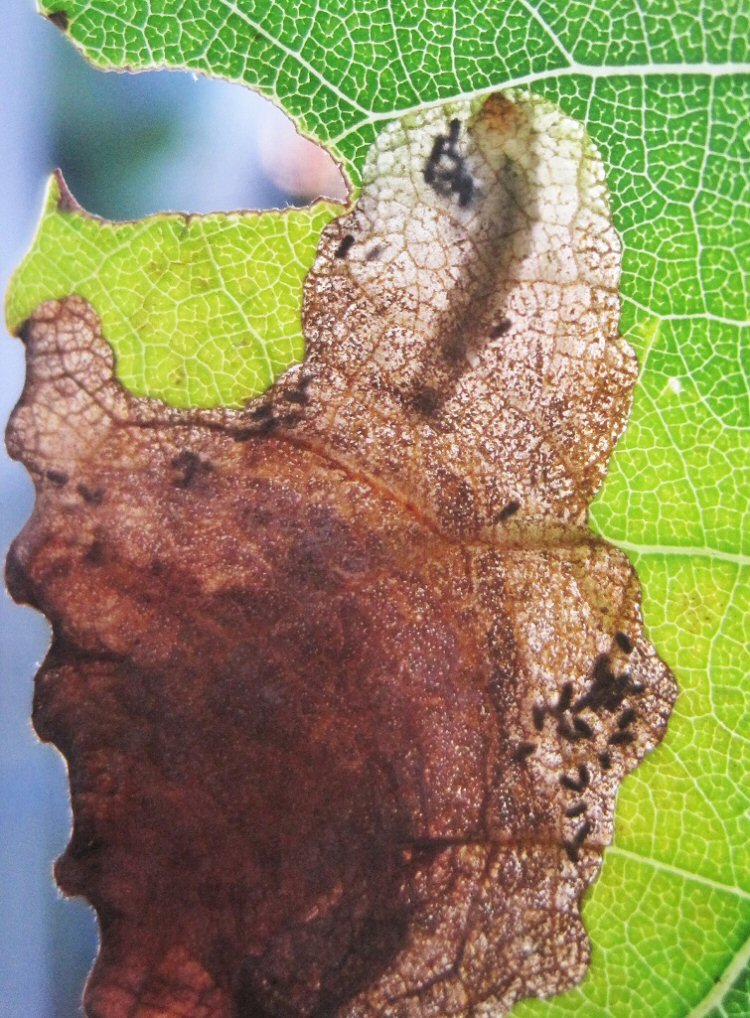 larva