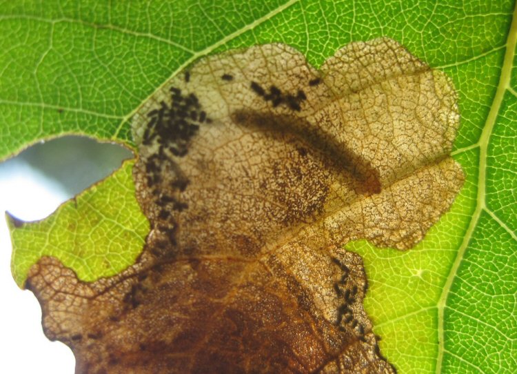 larva in mine