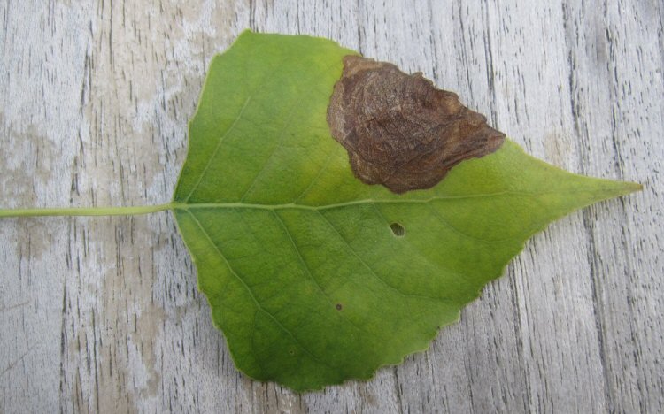 makes brown blotch mines