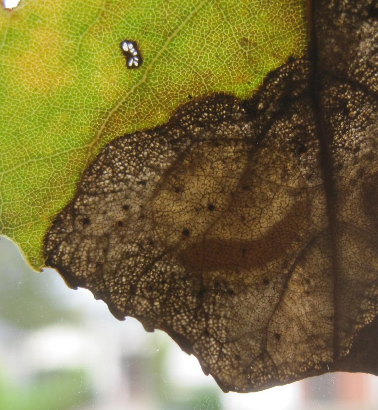 larva in pupal disc