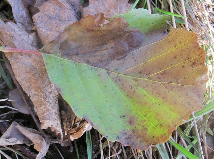 two larvae have mined the same leaf.
