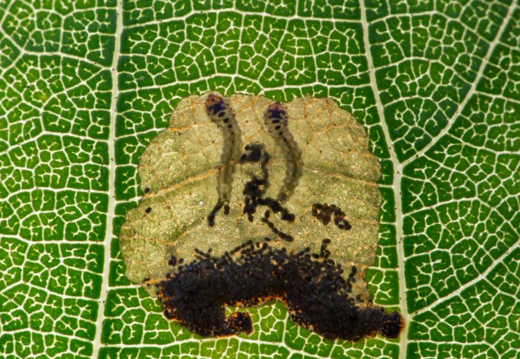 two larvae in the  mine
