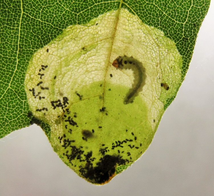 ventral view of larva