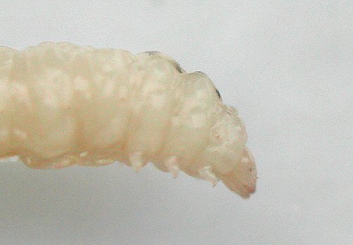 lateral anterior view