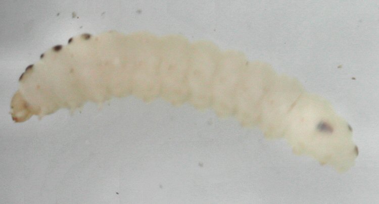 parasite lives internally
