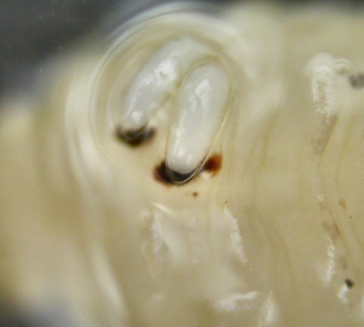 close up of eggs