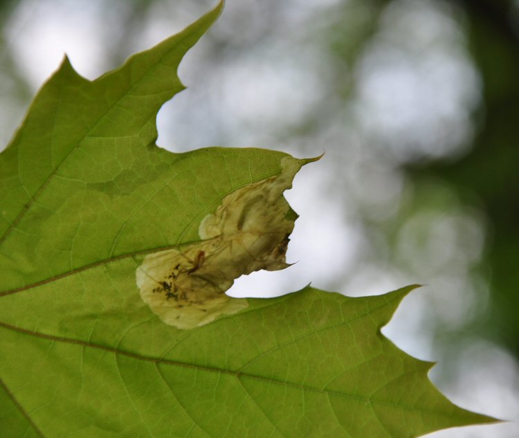 larva in mine