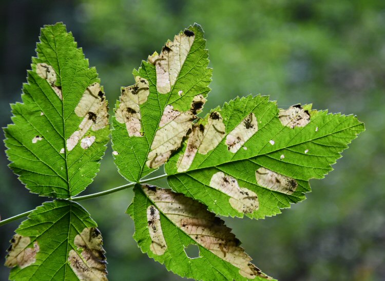 several mines on a leaf