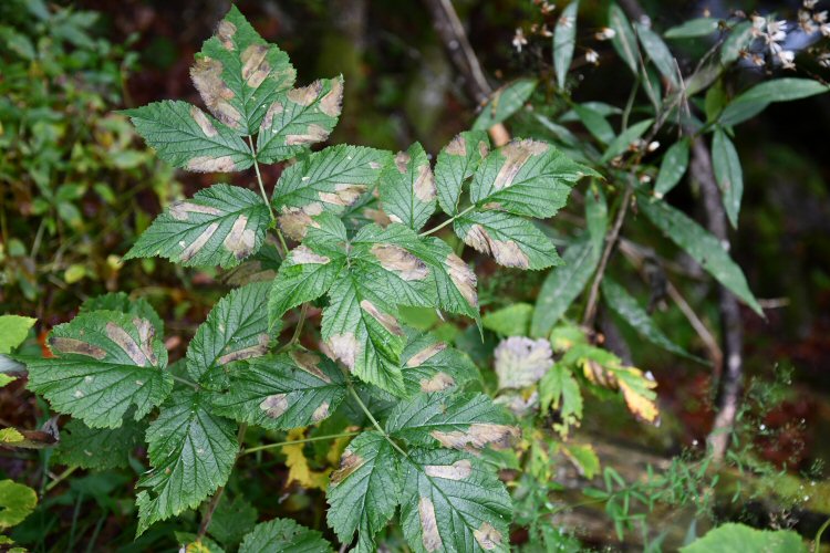 several mines in a leaf